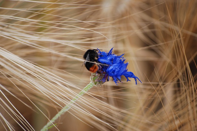 Hommel, Natuur, Insect, Bloesem