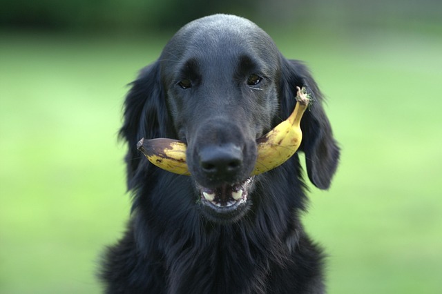 Free Flatcoated Retriever photo and picture