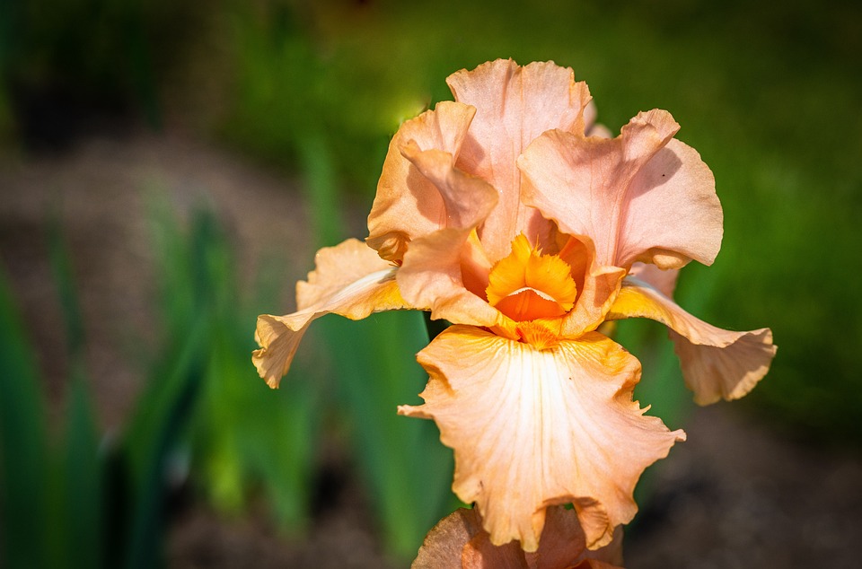 Iris Peach Color Flower Presby Free photo on Pixabay