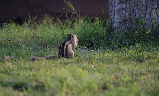 Free Squirel Wildlife photo and picture