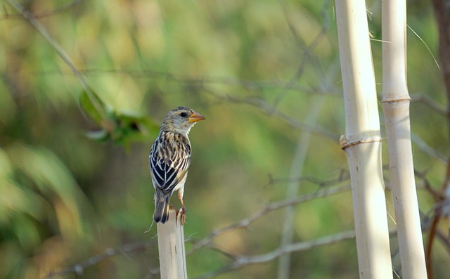Free Home Sparrow Bharat photo and picture