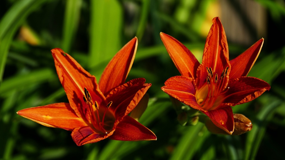 自然 花园 黄花菜 - Pixabay上的免费照片 - Pixabay