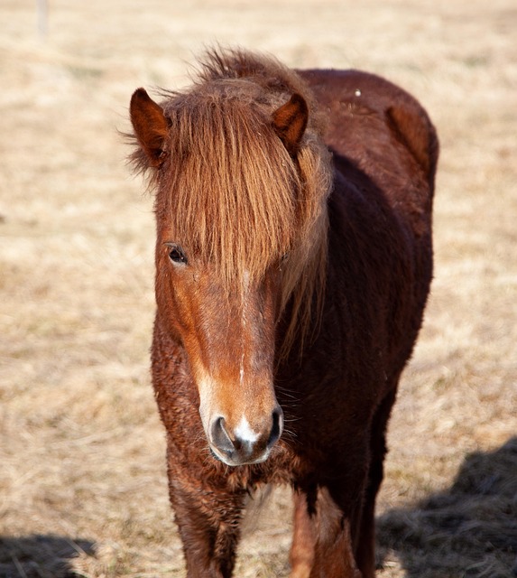 Hest, Brun, Frontal, Dyr, Rytter, Gård