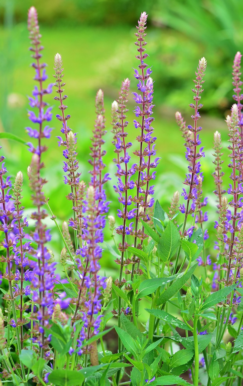 Perennial Garden Blossoms Free photo on Pixabay Pixabay