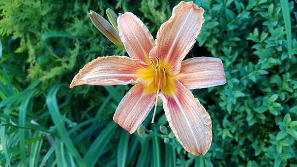 Free Flower Garden photo and picture