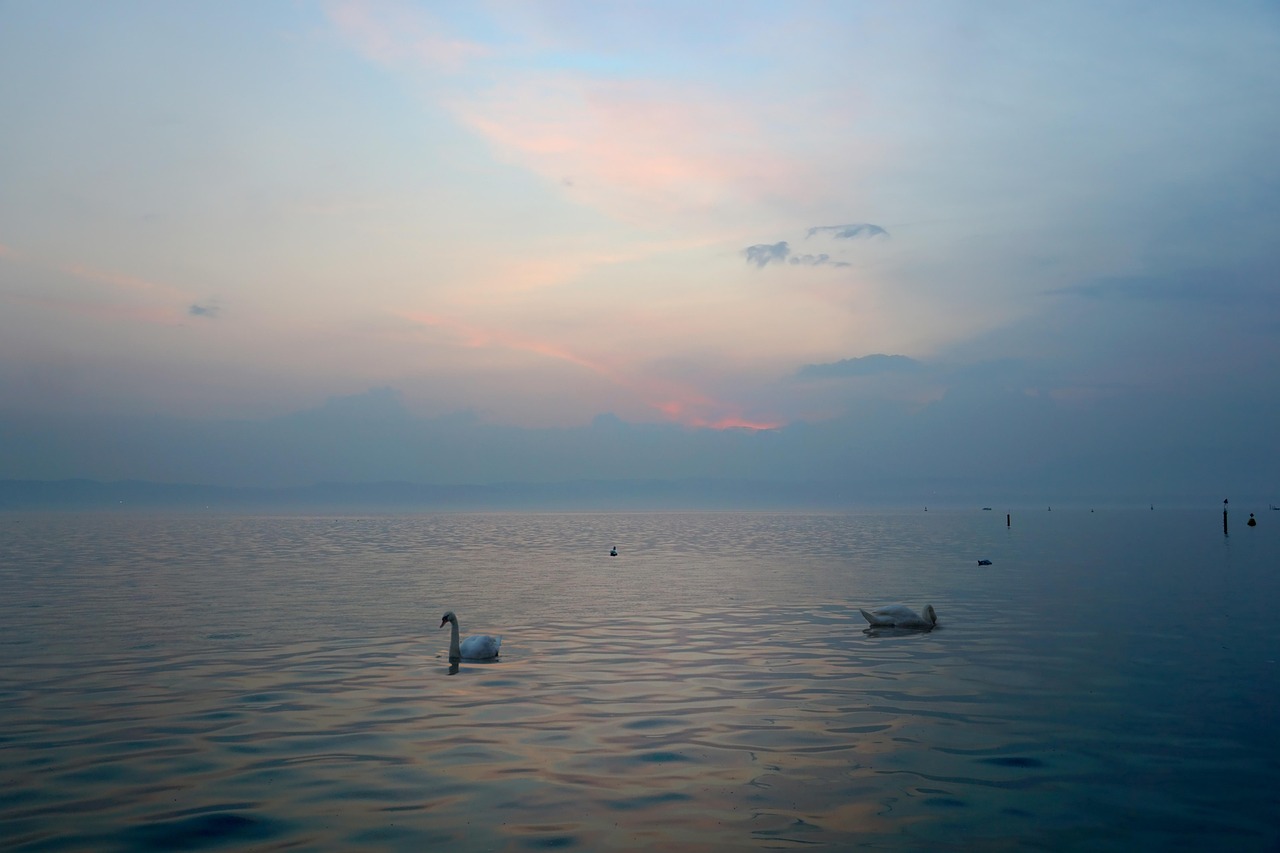 前夕 湖 天鹅 - Pixabay上的免费照片 - Pixabay
