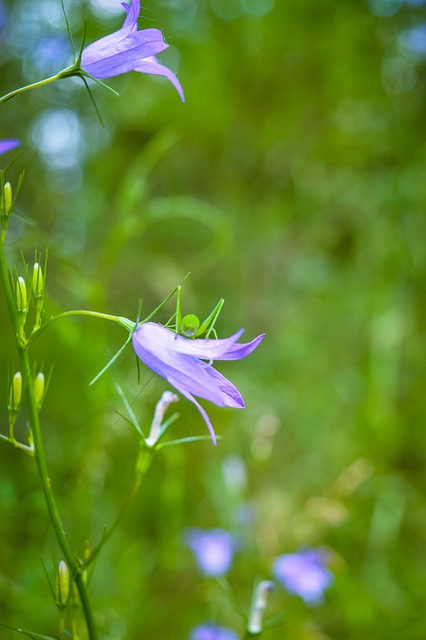 Free Flower Summer photo and picture