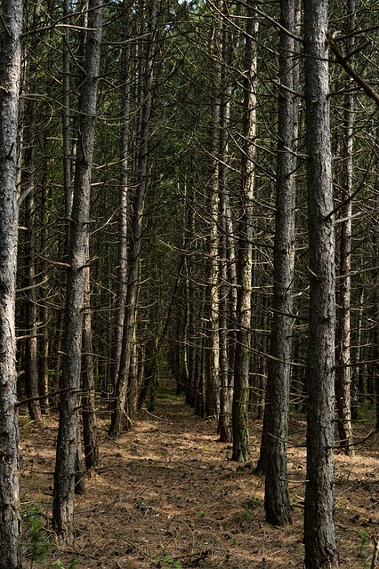 Free Forest Germany photo and picture