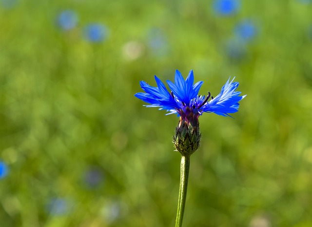 Free Summer Germany photo and picture