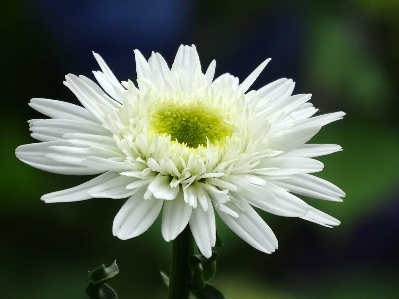 Marguerite Flower Close Up Free photo on Pixabay Pixabay