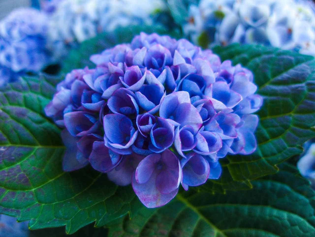Flower Blossom Bloom Free photo on Pixabay Pixabay