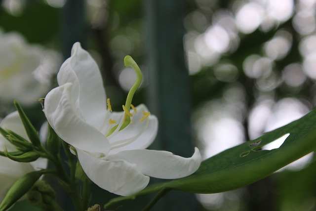 Free Flower White photo and picture