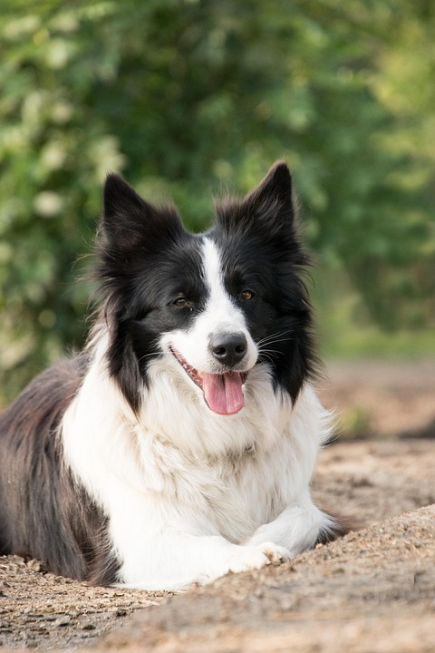 Border Collie Yang Gemar Anjing Foto Gratis Di Pixabay
