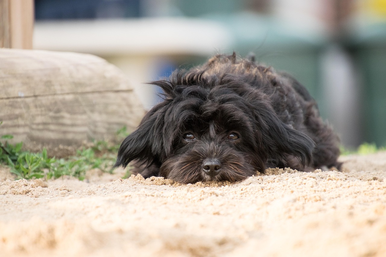 Sand Color Dog Dog Animal Sand - Free photo on Pixabay