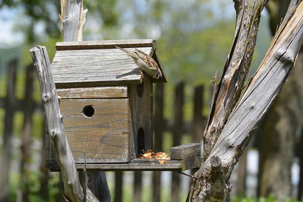 Moineau Oiseau Maison Des Oiseaux - Photo gratuite sur Pixabay - Pixabay