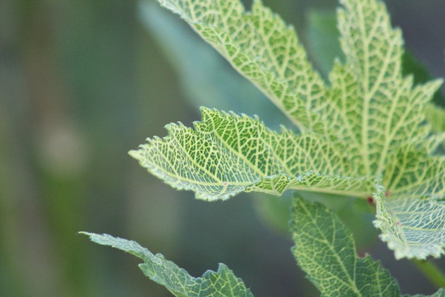 Free Nature Leaf photo and picture