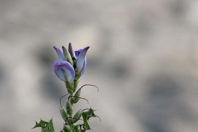 Free Nature Flower photo and picture