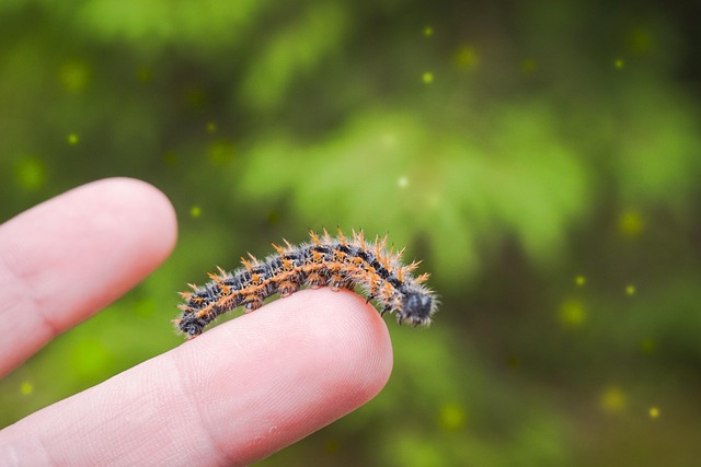 Free Caterpillar Finger photo and picture