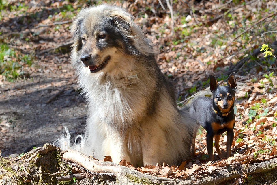 Cani Pastore Del Carso Affettuosa Foto Gratis Su Pixabay