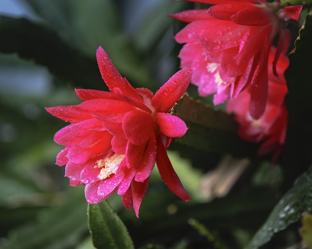 Blad Kaktus, Blomstre, Natur, Lyserød