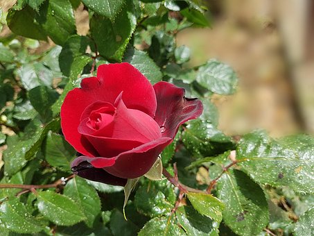 Rosa, Flor, Beleza, Flor De Rosa