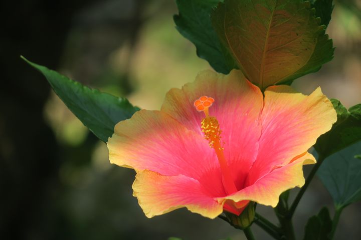 超过10 张关于 大紅花 和 植物 的免费图片