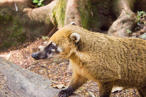 Coati Im genes Pixabay Descarga Im genes Gratis