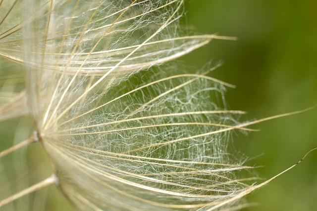 Free Dandelion Flower photo and picture