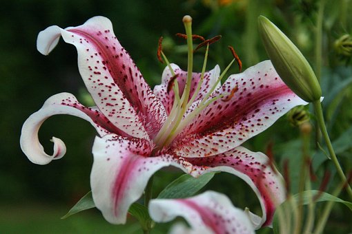 Free Lily Garden photo and picture
