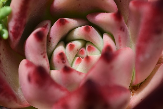 Free Cactus Cactus Flower photo and picture