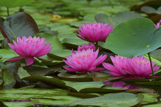 Free Lotus Water Lilies photo and picture