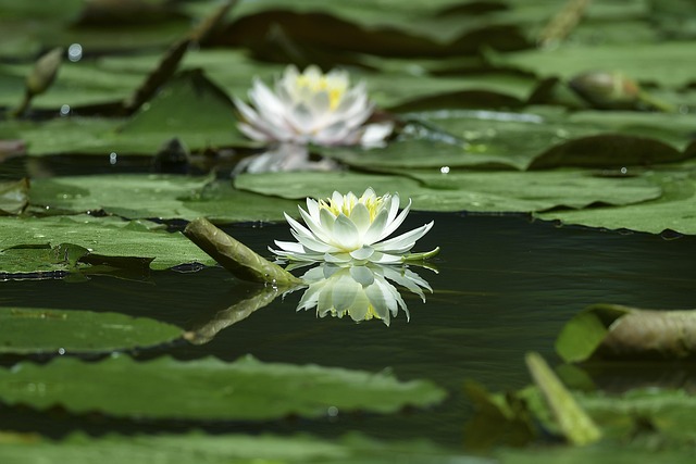 Free Water Lilies White Training photo and picture