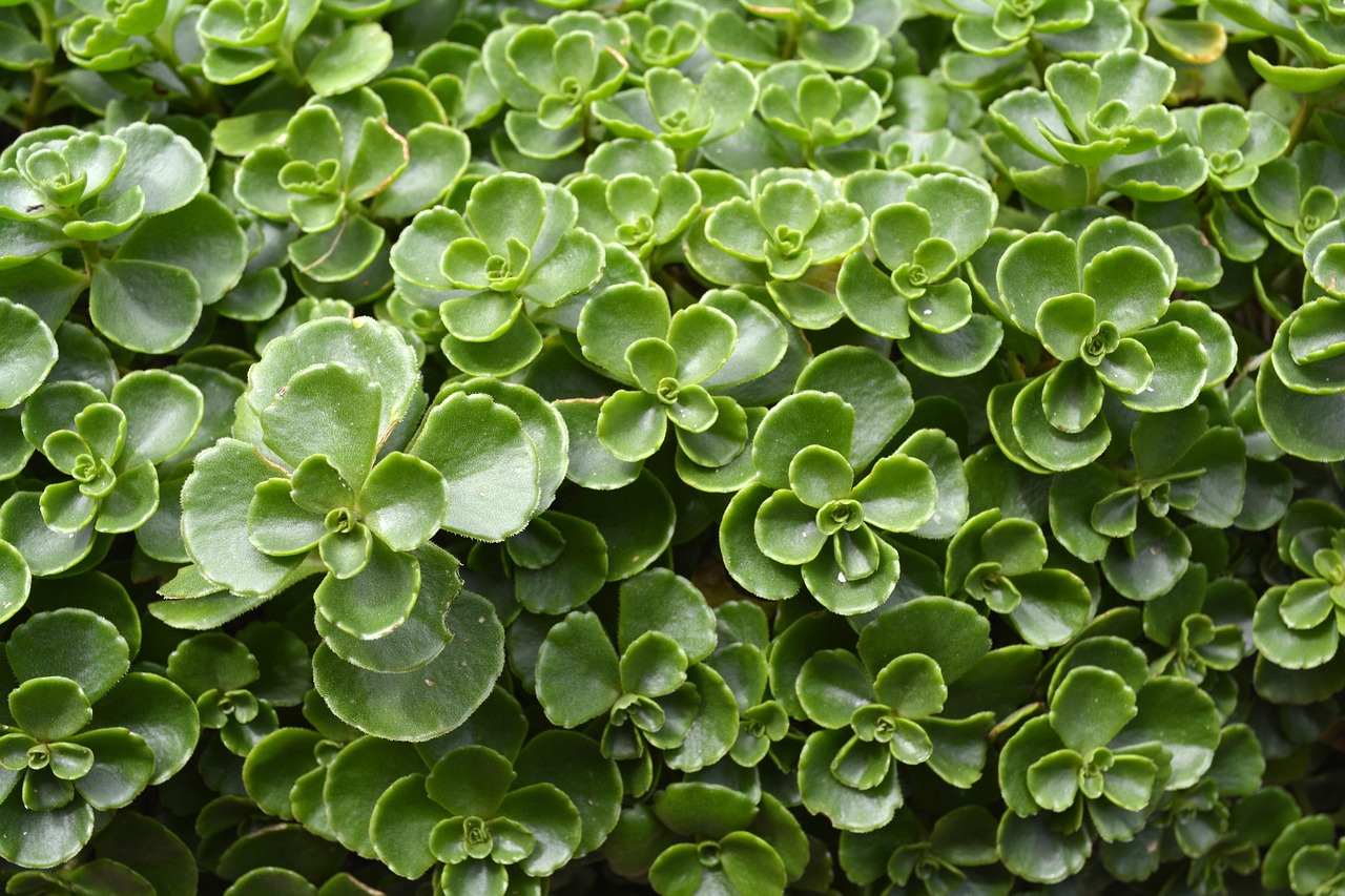 Plant Nature Carpet - Free photo on Pixabay