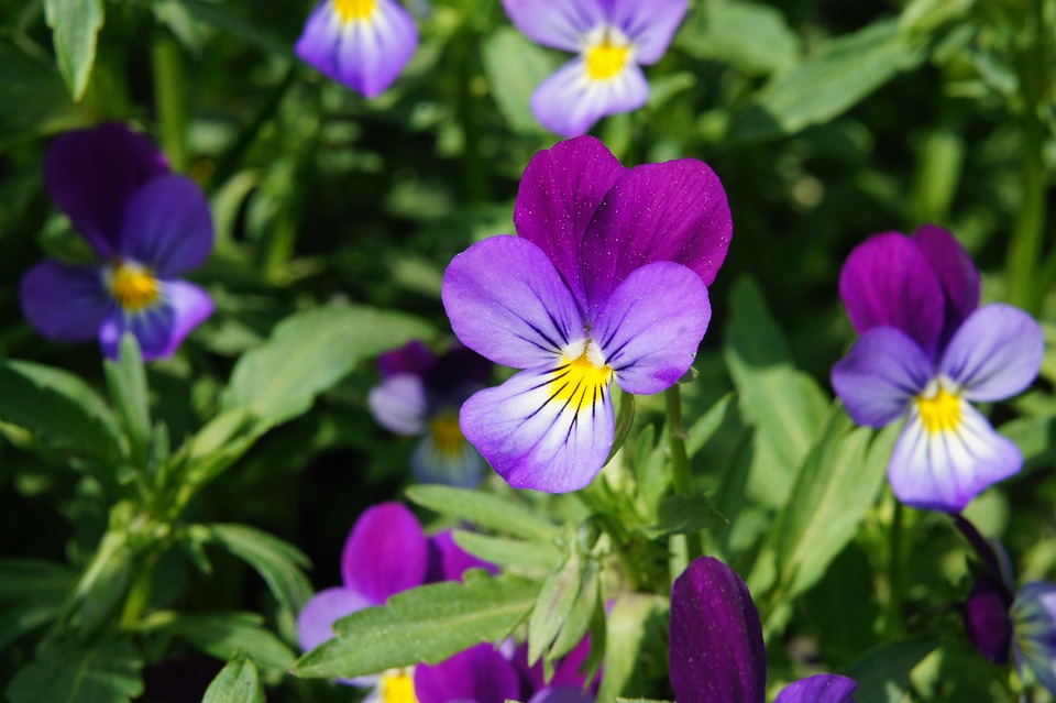 Fleur Fleurs Pensées Belle - Photo gratuite sur Pixabay