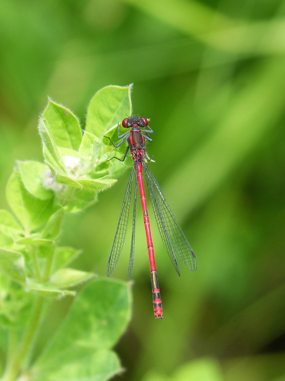 Dragonfly Damselfly Leaf - Free photo on Pixabay