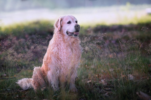 Free Dog Forest photo and picture