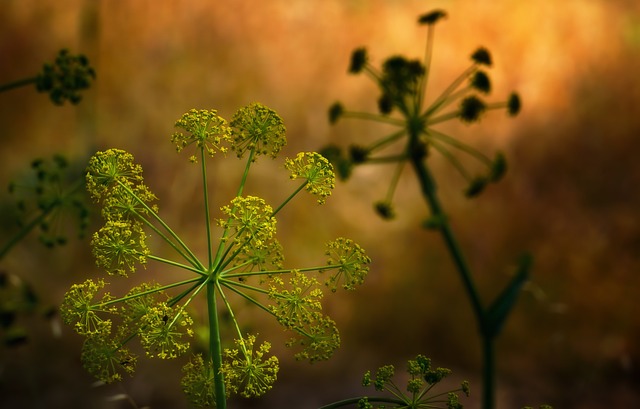 Free Plant Green photo and picture