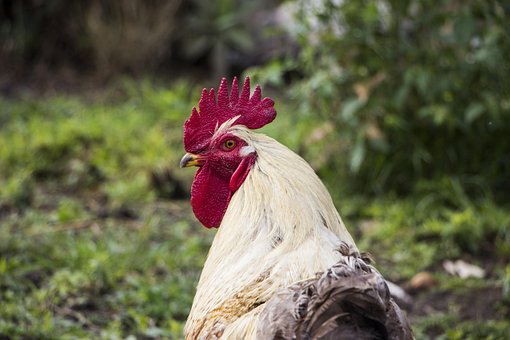 Free Rooster Chicken photo and picture