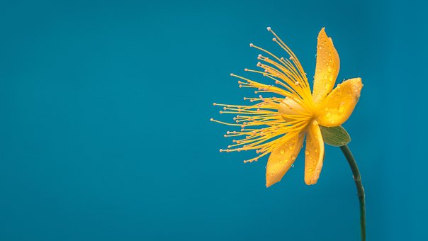 Blomst, Blå, Gul Blomst, Makro
