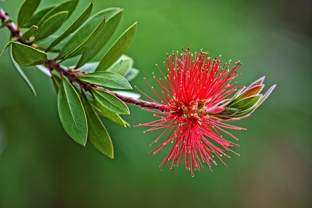 Download free HD stock image of Bottlebrush Nature Free Bottlebrush Nature photo and picture