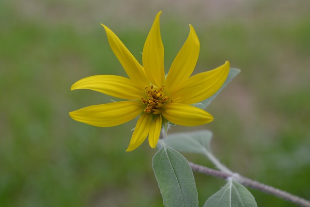 Free Flower Sunflower photo and picture