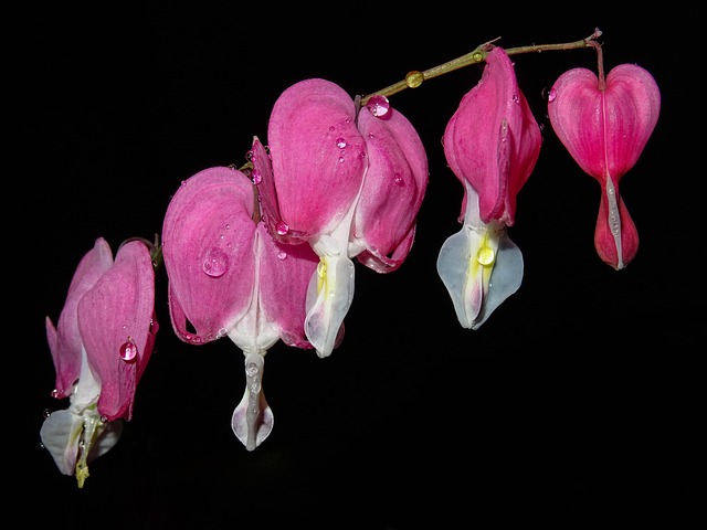 Hjerteblomst, Dråber, Lyserød, Dicentra