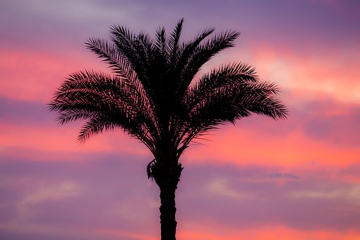 Free Palm Tree Sunset photo and picture