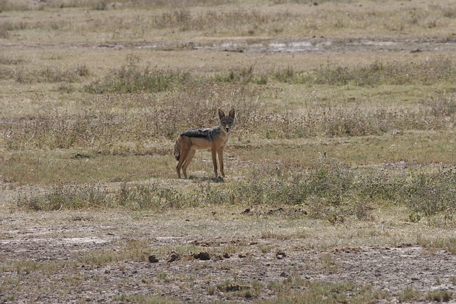 Free Jackal Safari photo and picture