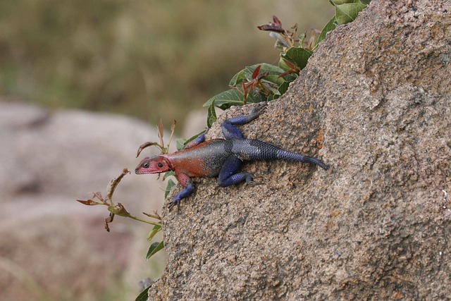 Free Lizard Rainbow photo and picture