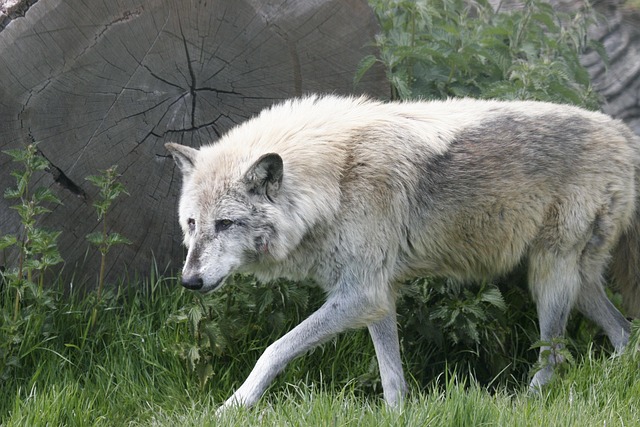 Free Wolf Wolves photo and picture