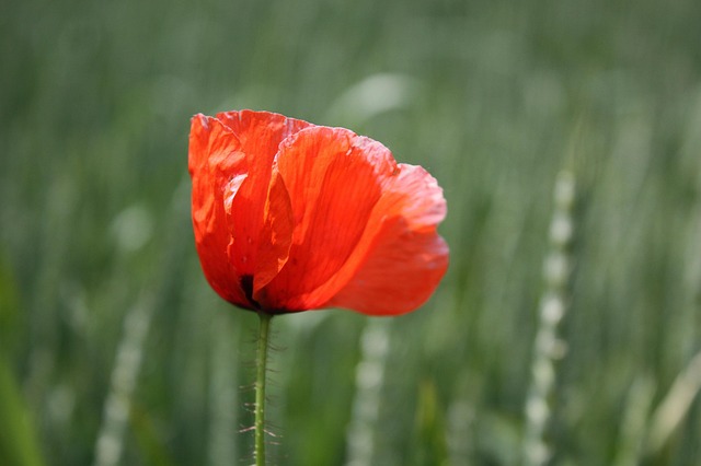 Mohn, Blüte, Natur, Roter Mohn