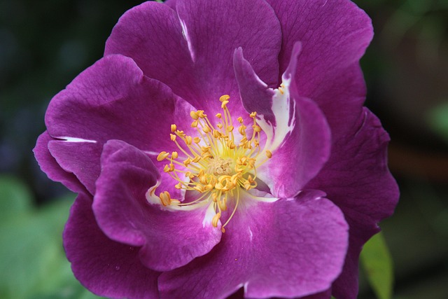 Rose, Blumen Hintergrund, Blume