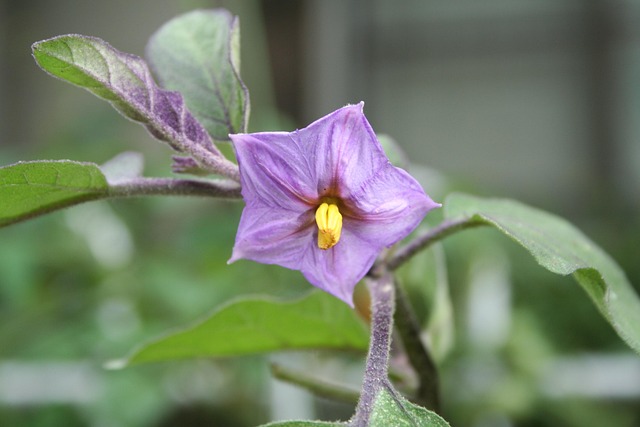 Free Flower Branch photo and picture