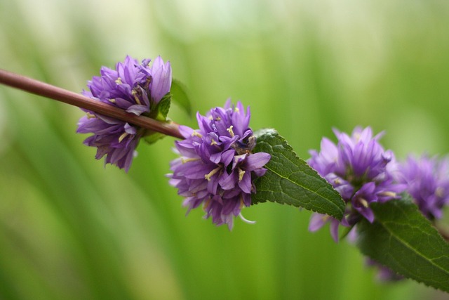 Free Often Flower Bat Flower photo and picture